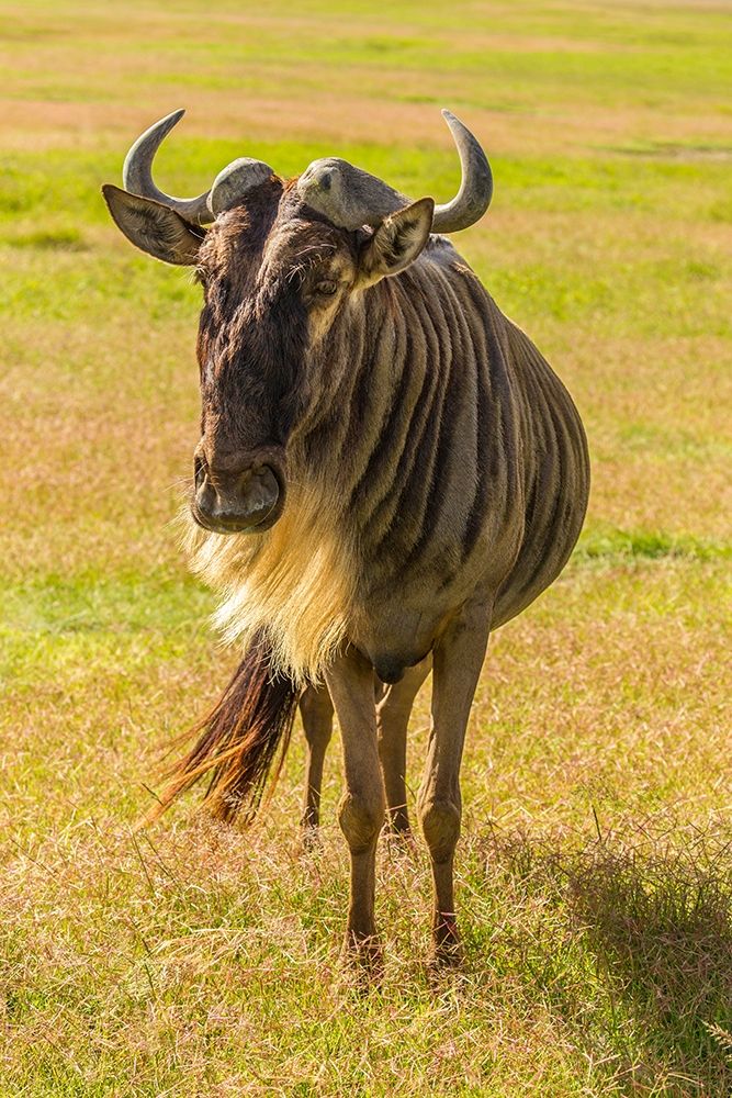 Africa-Tanzania-Ngorongoro Crater White bearded wildebeest close-up  art print by Jaynes Gallery for $57.95 CAD